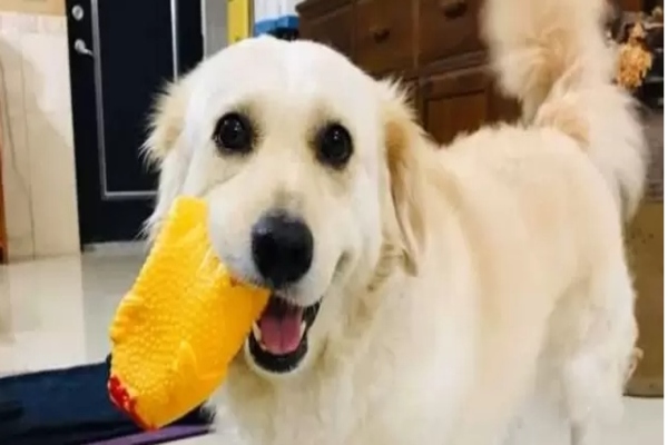 cane che gioca