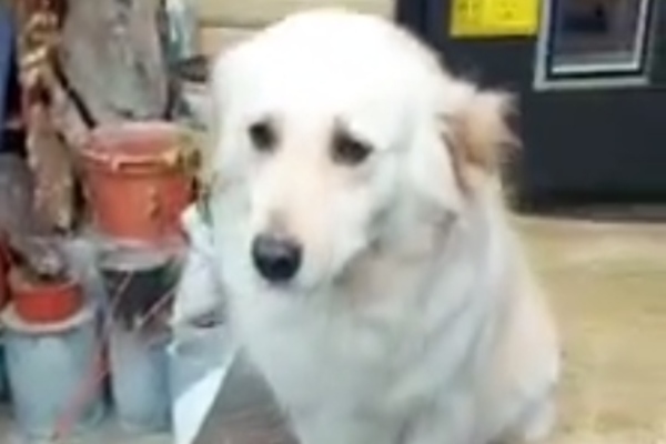 cane che osserva in modo triste