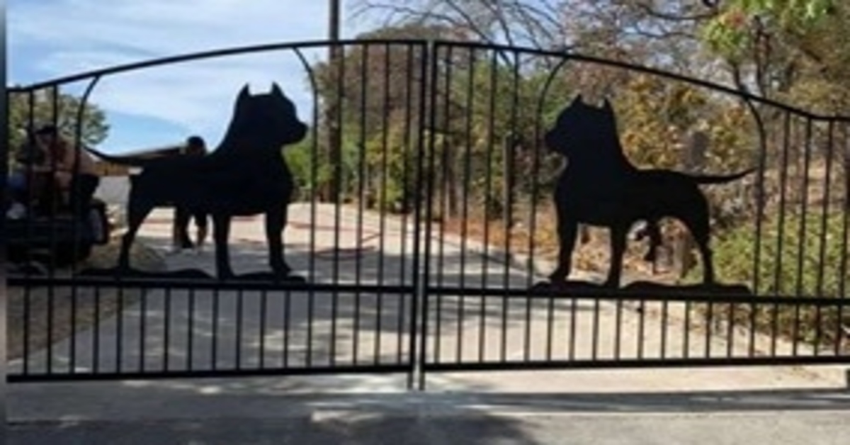 Lola e Jackson, i due Pitbull che hanno un cancello dedicato a loro