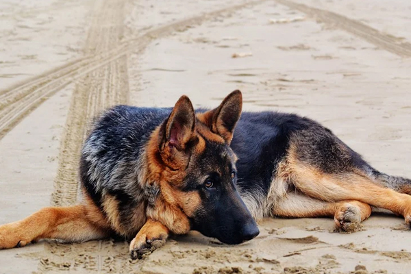 Cane sdraiato in spiaggia