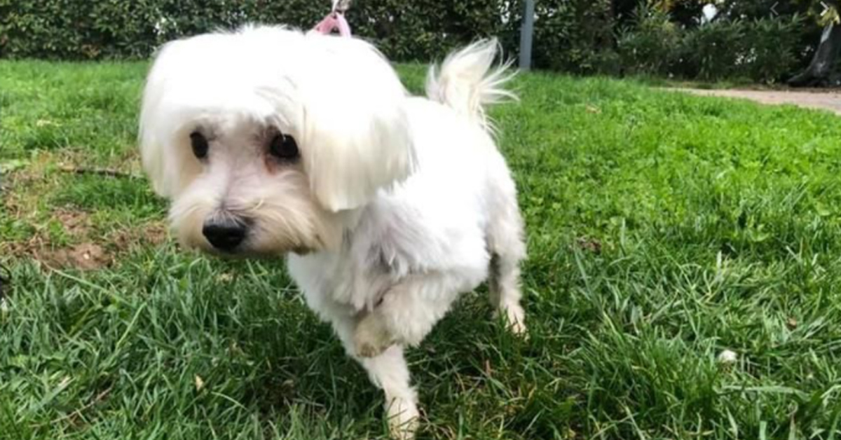 Lola, la cagnolina rapita 3 anni fa a Vicenza, ha finalmente riabbracciato la sua famiglia (video)