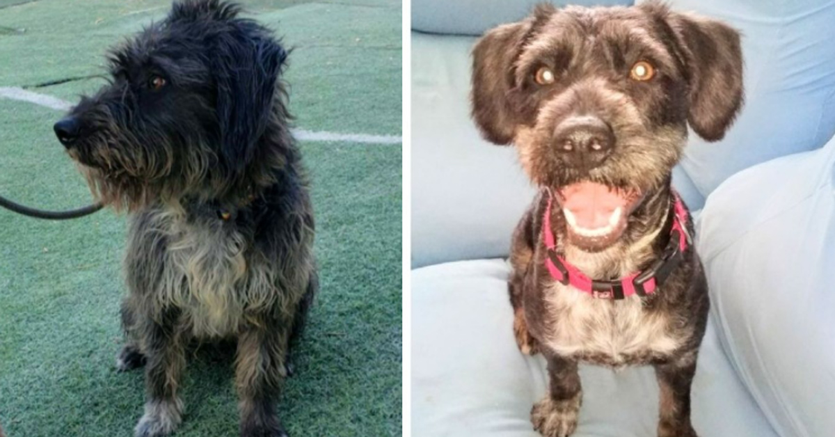Luke, il cagnolino invisibile che dopo anni di solitudine cerca ancora la felicità (video)