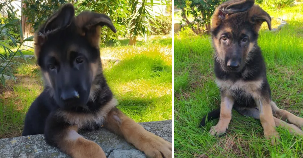 Mario, il cucciolo di Pastore Tedesco abbandonato perché disabile, ora cerca la vera felicità (video)