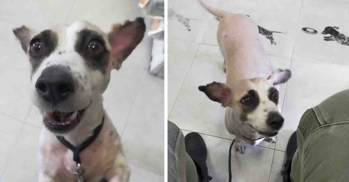 Meibel, il cagnolino con l’alopecia che dopo il dolore sogna la felicità