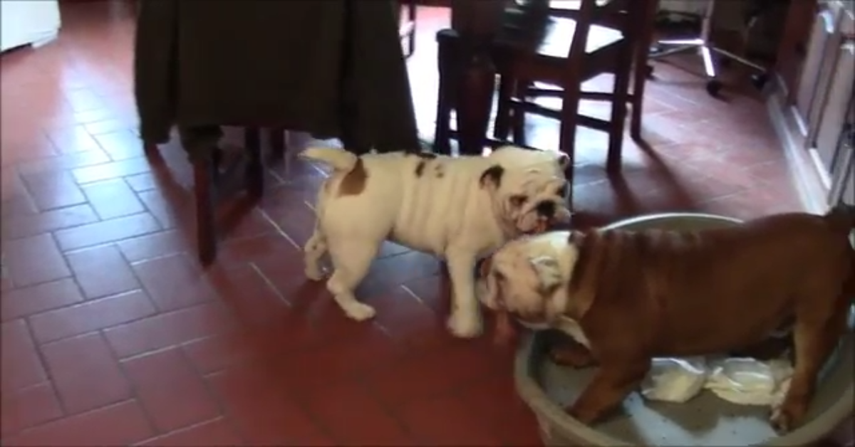 I due Bulldog Inglesi Nelson e Margot giocano con la corda (VIDEO)