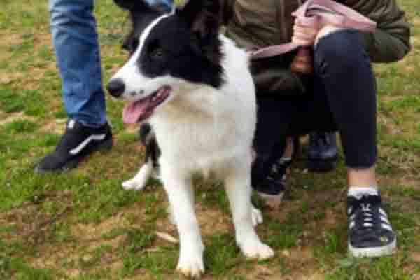 Border Collie con la sua famiglia