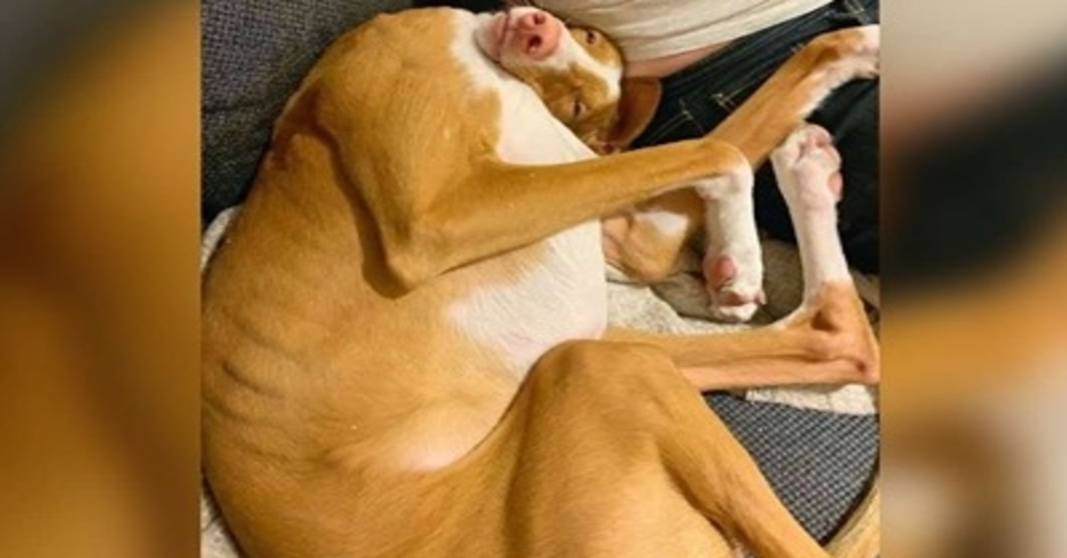 Nico, il cagnolino che si diverte a dormire nelle posizioni più strane