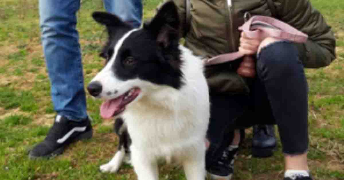 Nina, il Border Collie anti diabete che a Pesaro salva la vita alla sua padroncina Mia