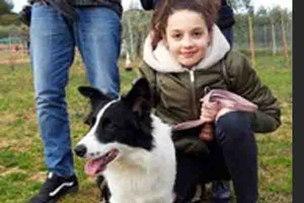 Border Collie con la sua famiglia