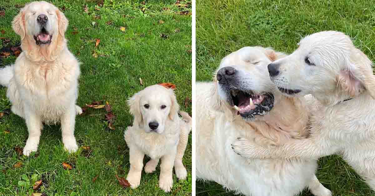 Oko, il cucciolo di Golden Retriever che ha aiutato un cane diventato cieco a ritrovare la felicità (video)