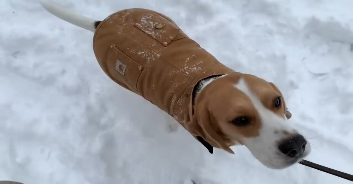 Il dolce beagle Oliver gioca con la neve e con il padrone (VIDEO)