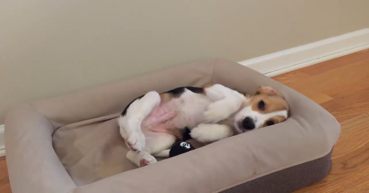 Oliver il beagle vuole dormire e non vuole alzarsi (VIDEO)