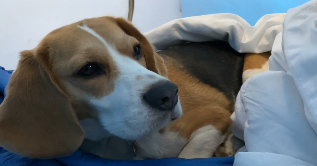 Il Beagle Oliver va in campeggio per la prima volta (VIDEO)