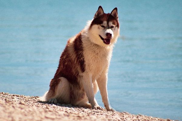 Cane in spiaggia