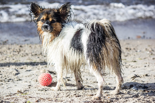 Cane in spiaggia