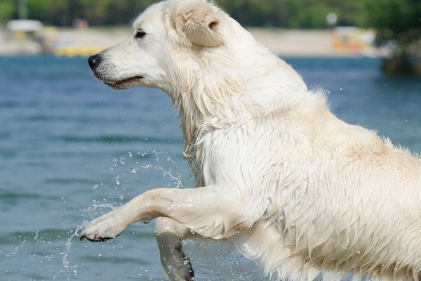 Cane in mare