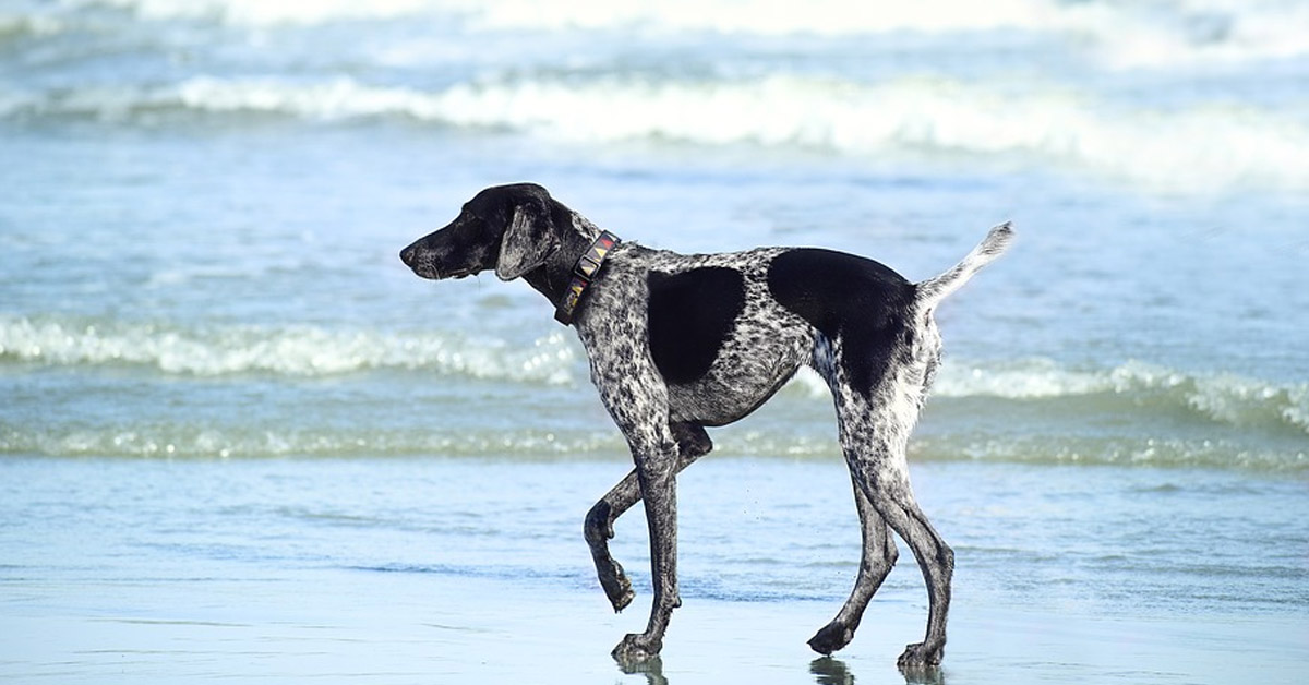 Ollie, il cagnolino eroe che ha fatto di tutto per salvare un delfino spiaggiato