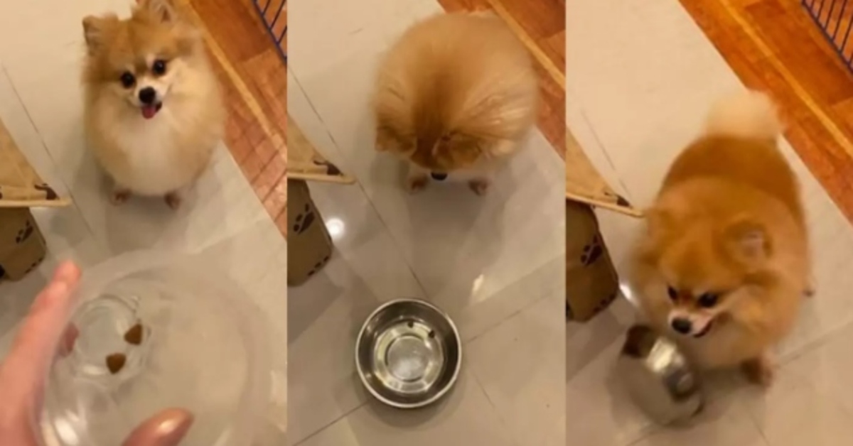 Pao, il Pomerania che reagisce male alla vista delle poche crocchette nella ciotola (VIDEO)