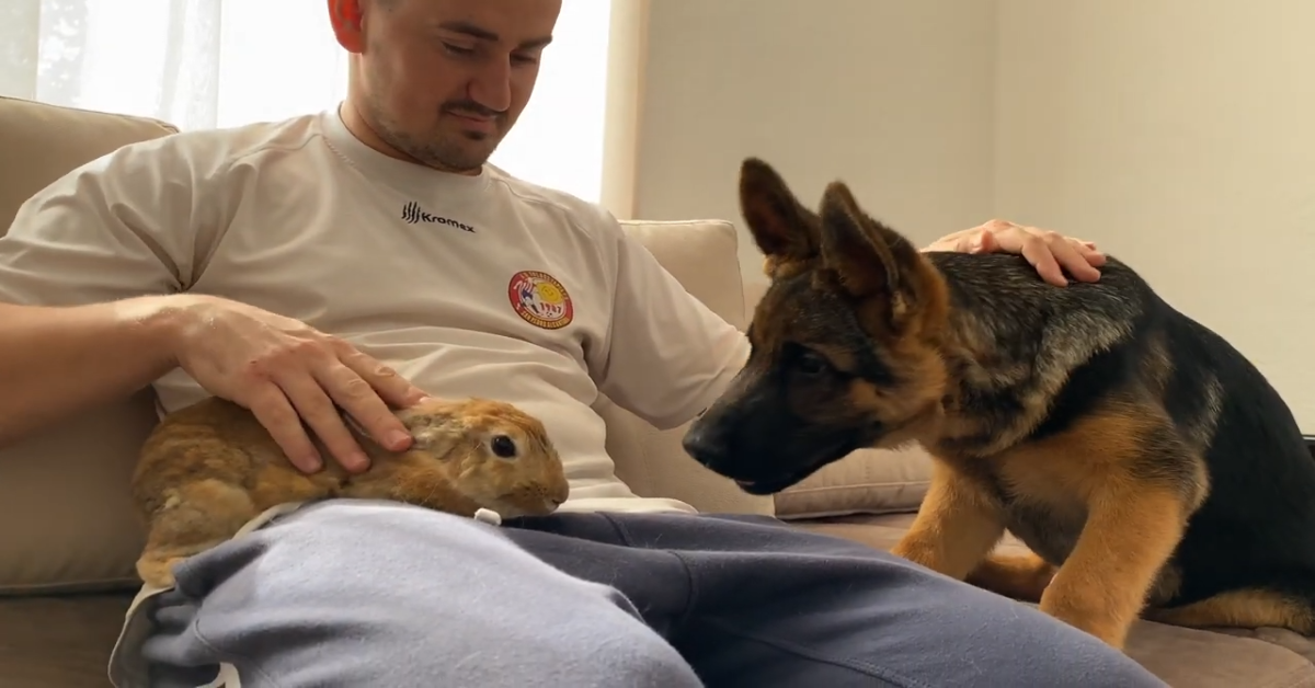Il dolce Pastore tedesco incontra il coniglietto Sam per la prima volta (VIDEO)