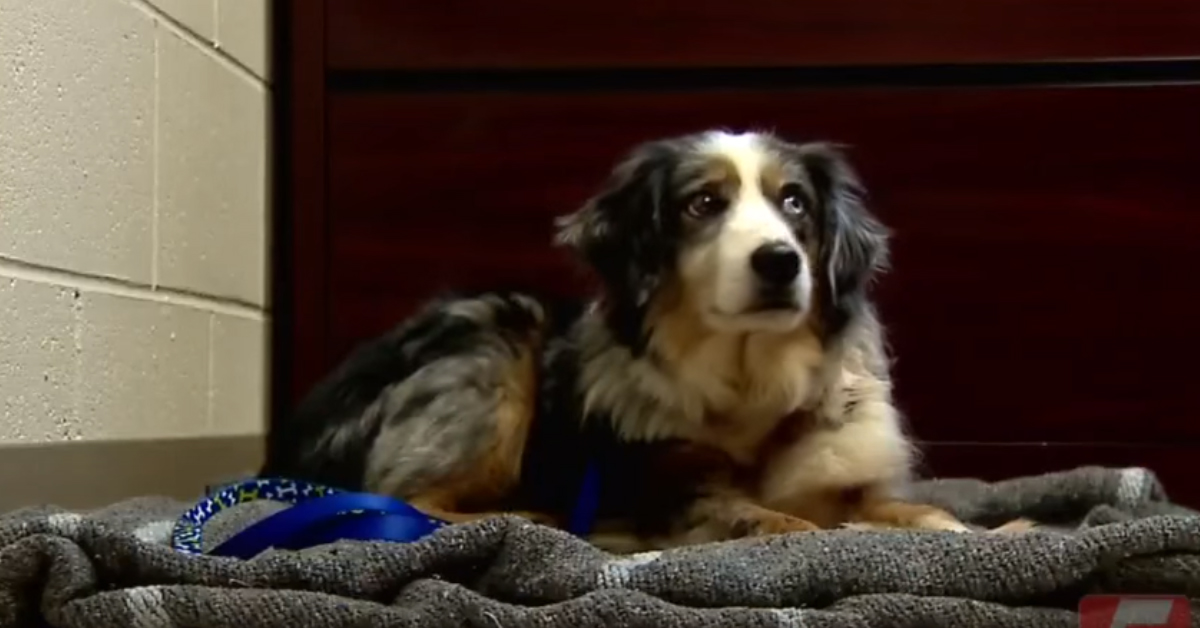 Patches, il cagnolino che dopo 4 anni ritrova il proprietario: la delusione è tanta (video)