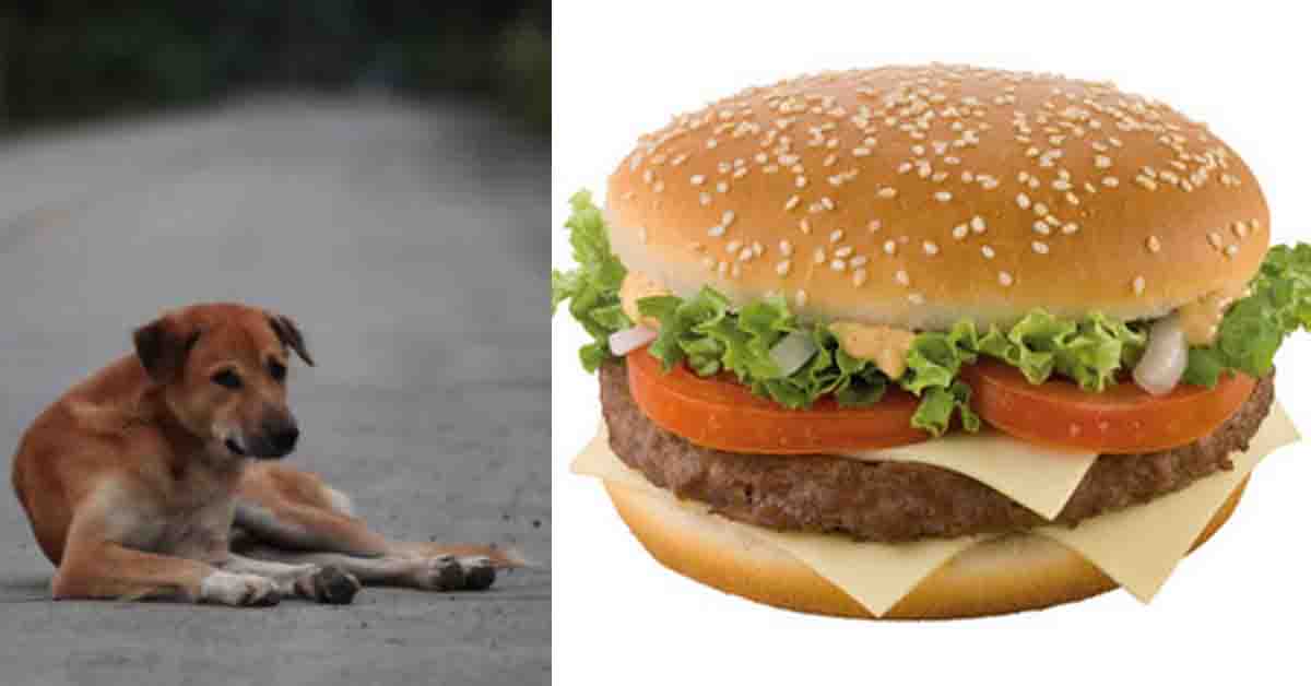 Princess, il cane che si finge un randagio per ottenere più hamburger