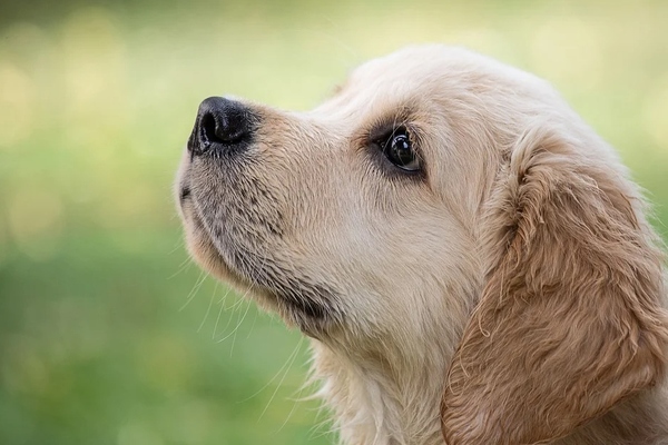 cucciolo che osserva