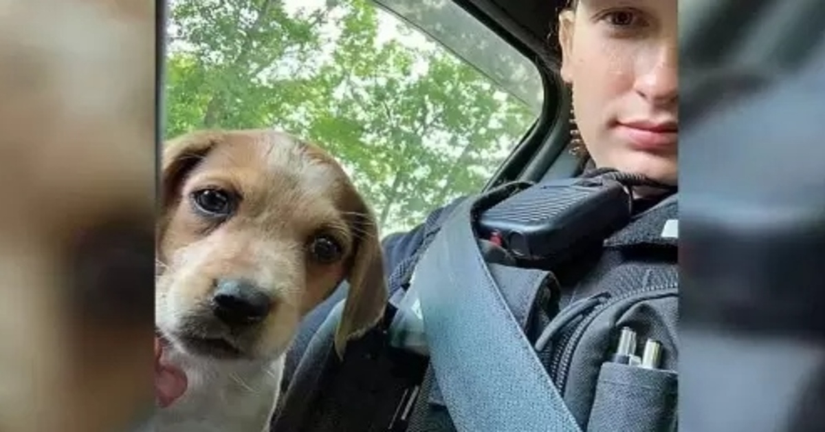 Rey, il cucciolo di cane che è stato adottato da una poliziotta