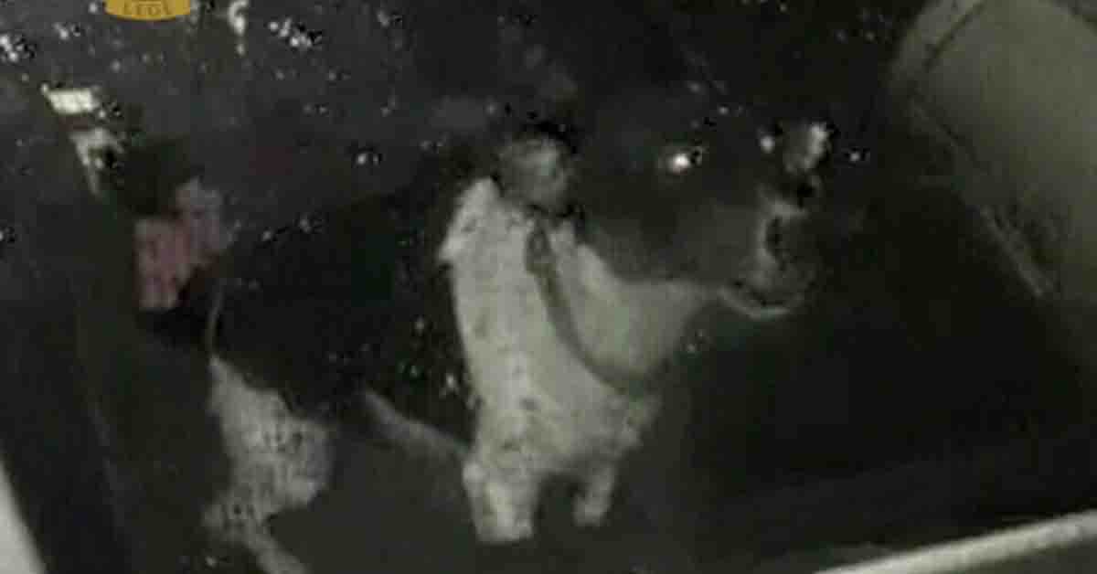 Roma, cagnolino dimenticato in auto tutta la sera salvato da un agente fuori servizio