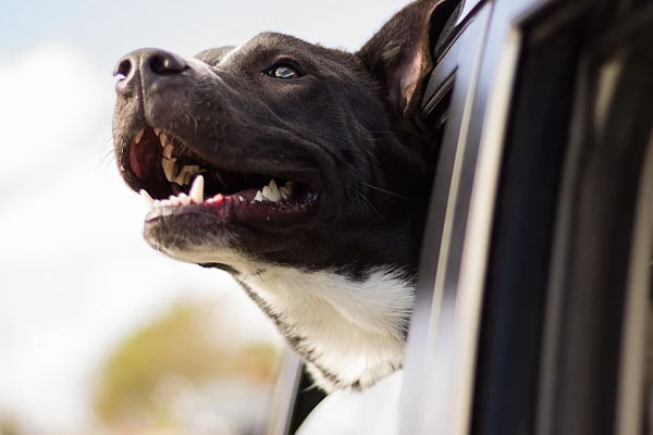 Cane con la testa fuori dal finestrino