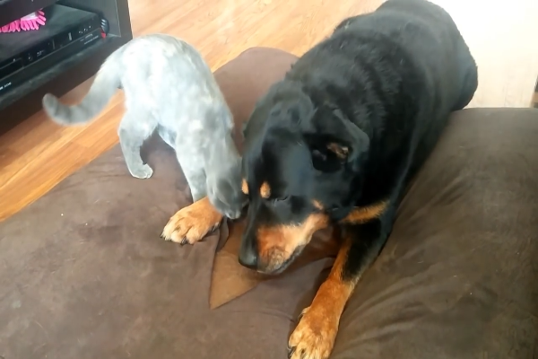 Rottweiler condivide il suo snack con suo fratello gatto (VIDEO)