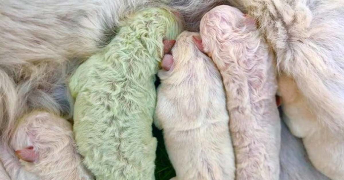 Sardegna, è nato un cucciolo di Labrador verde, si chiama Pistacchio