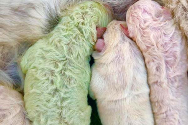 Cucciolo di Labrador verde
