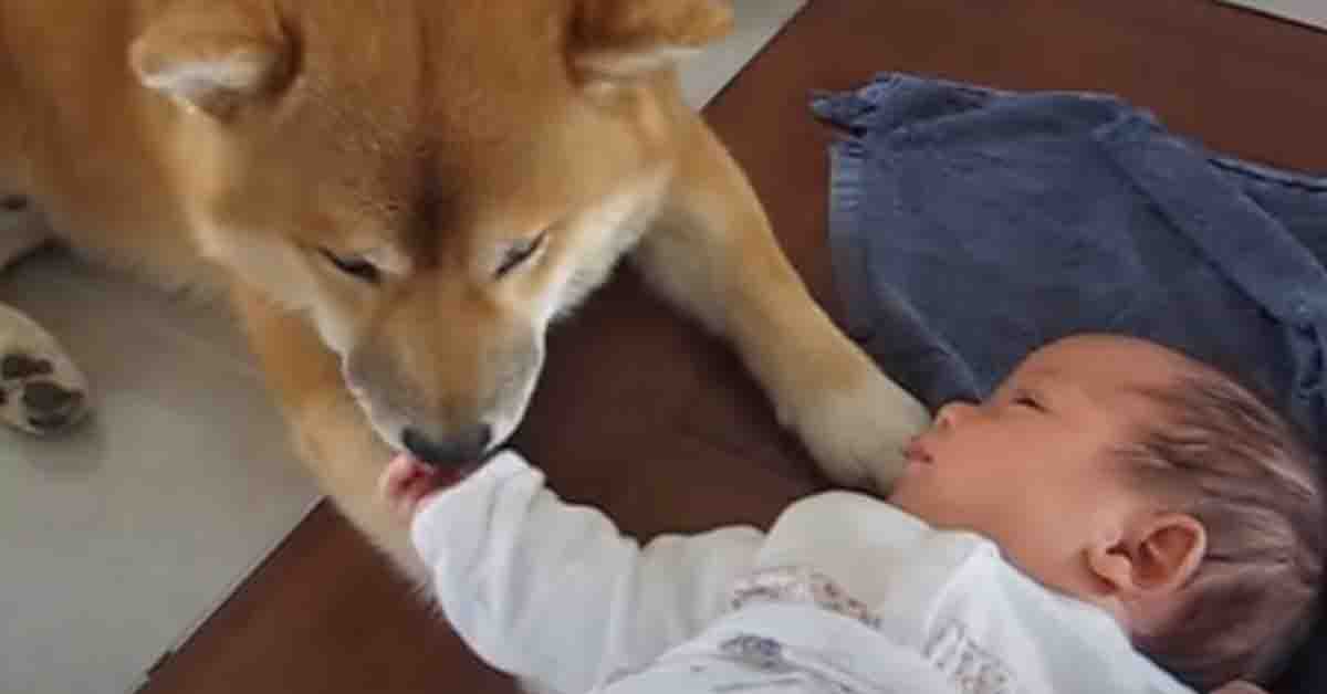 Shiba Inu conosce la sua nuova “sorellina”, una bambina appena nata (video)