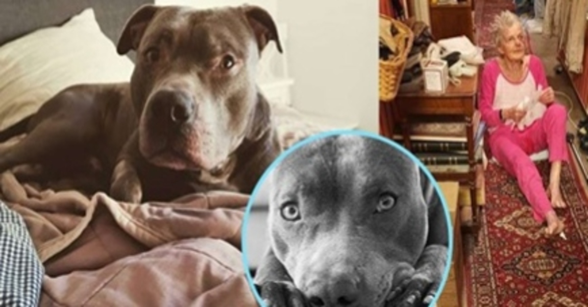 Simba, il pitbull eroe che ha salvato la vita della sua vicina di casa