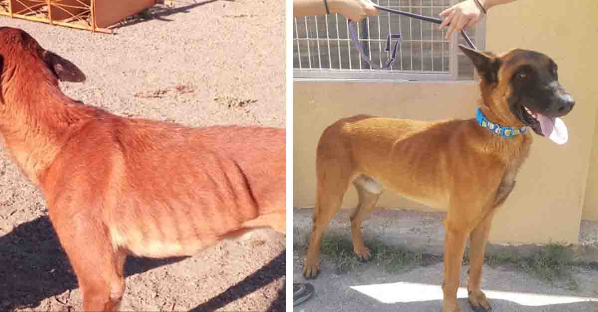 Sito, il cagnolino che dopo il salvataggio ha avuto una trasformazione incredibile