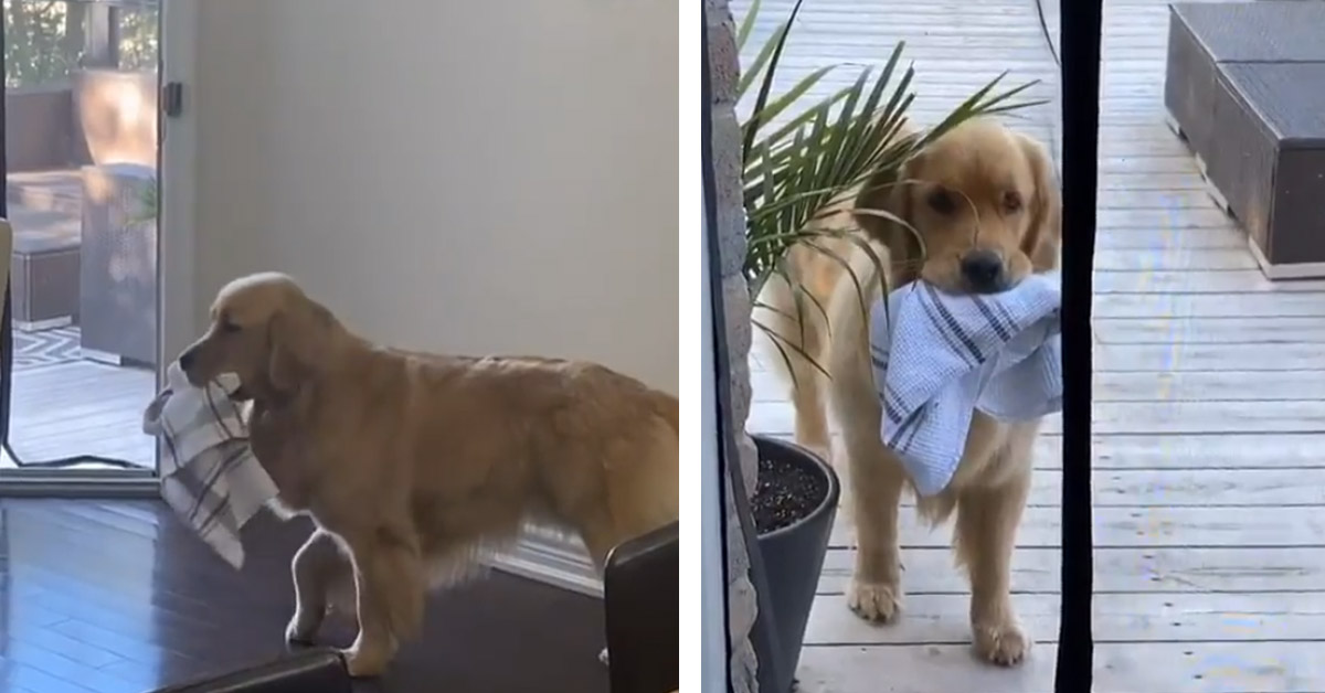 Sterling, il Golden Retriever che adora rubare lo strofinaccio (video)