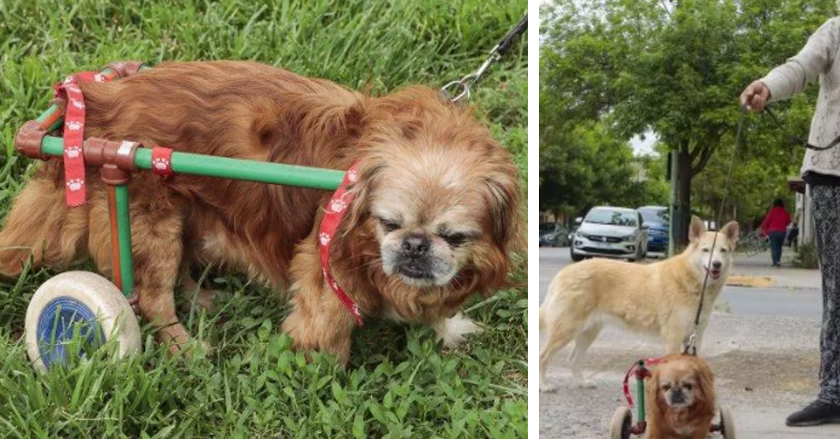 Toto, il cagnolino che ha aiutato la sua proprietaria a superare un momento difficile