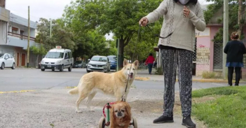 Cagnolino con carrellino