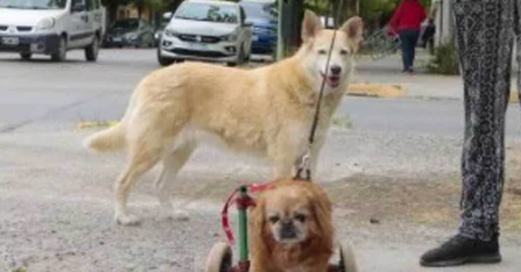 Cagnolino con carrellino