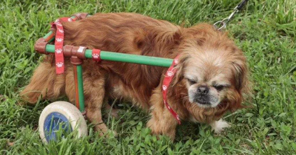 Cagnolino con carrellino