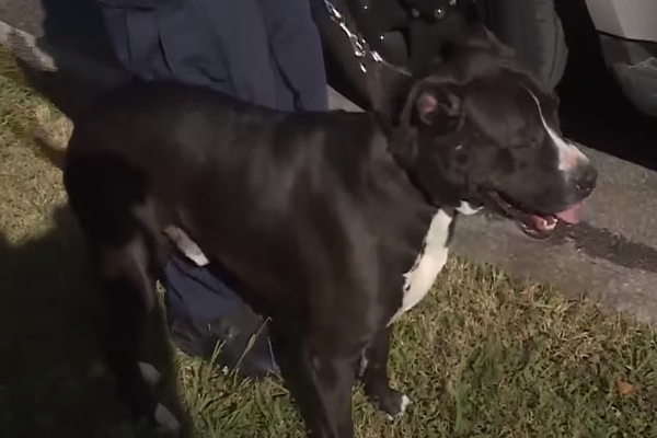 Pitbull fa la guardia a un bambino