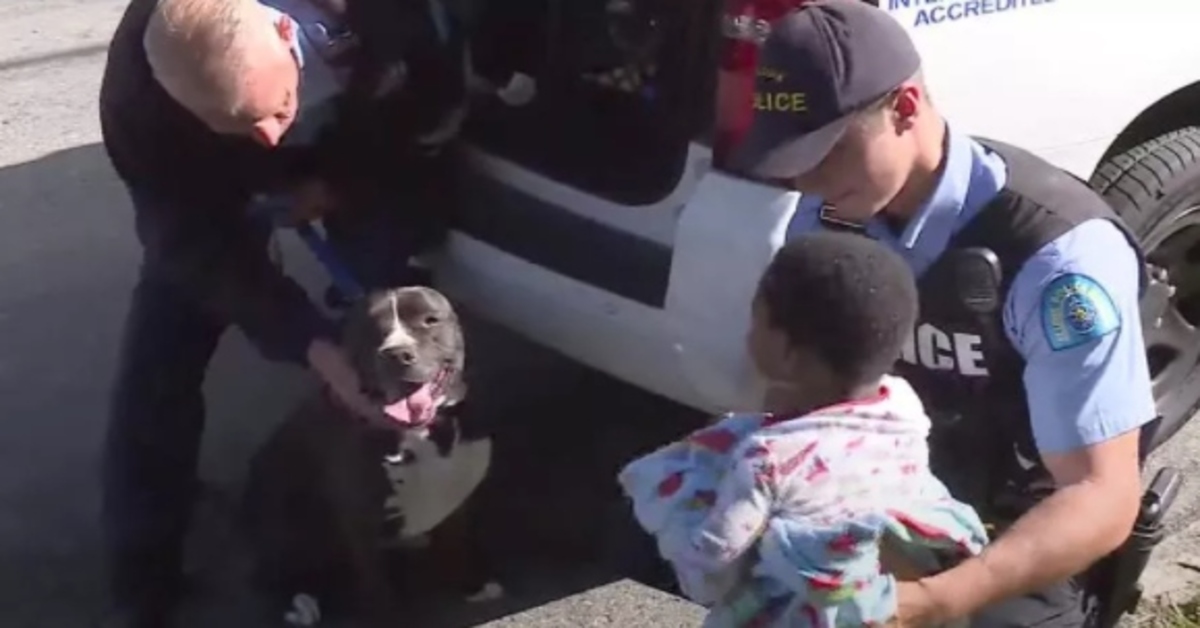 Un bambino si è perso per la strada e un Pitbull sconosciuto gli ha fatto la guardia (VIDEO)