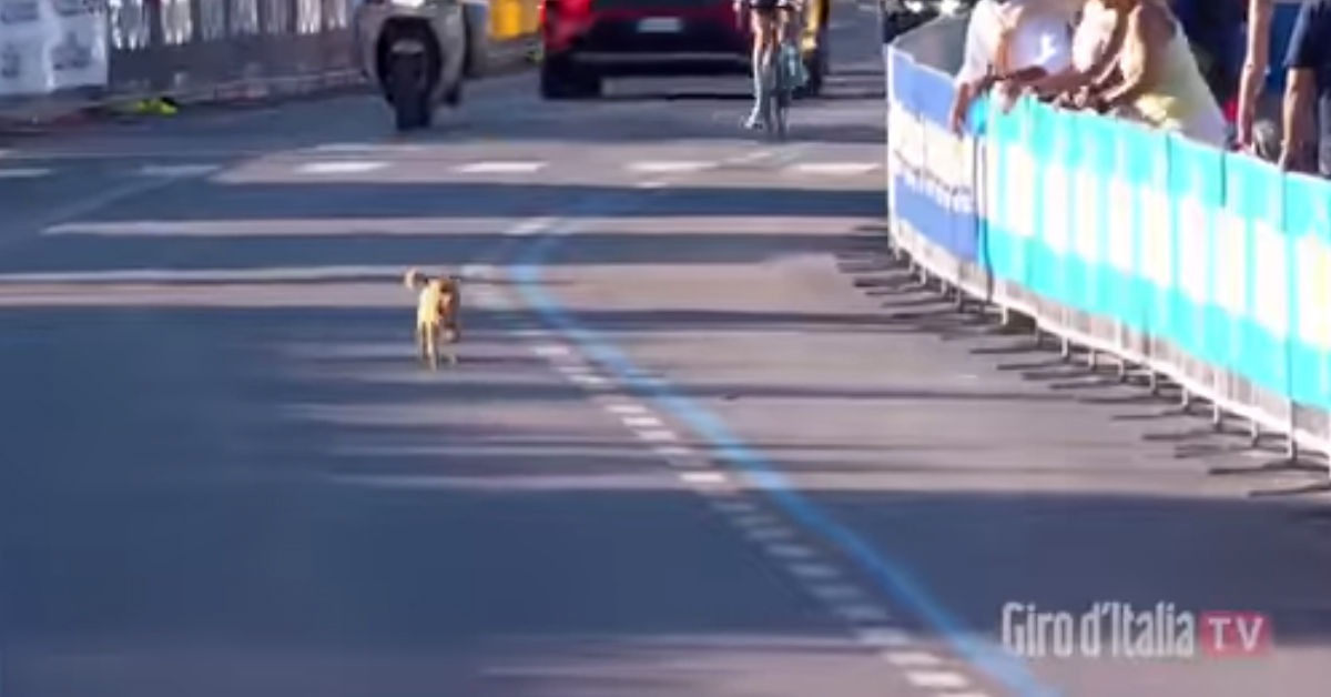 Un cagnolino “partecipa” al giro d’Italia 2020 e il video diventa virale