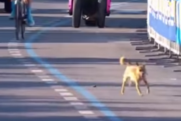 Cagnolino corre il giro d'Italia