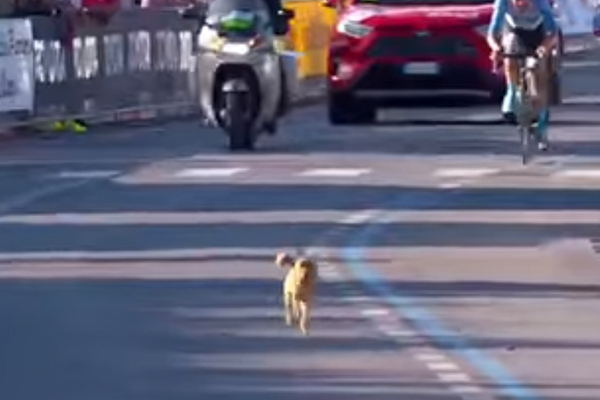 Cagnolino corre il giro d'Italia