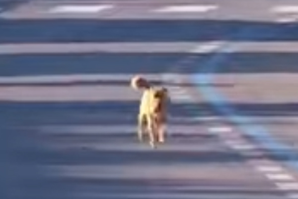 Cagnolino corre il giro d'Italia