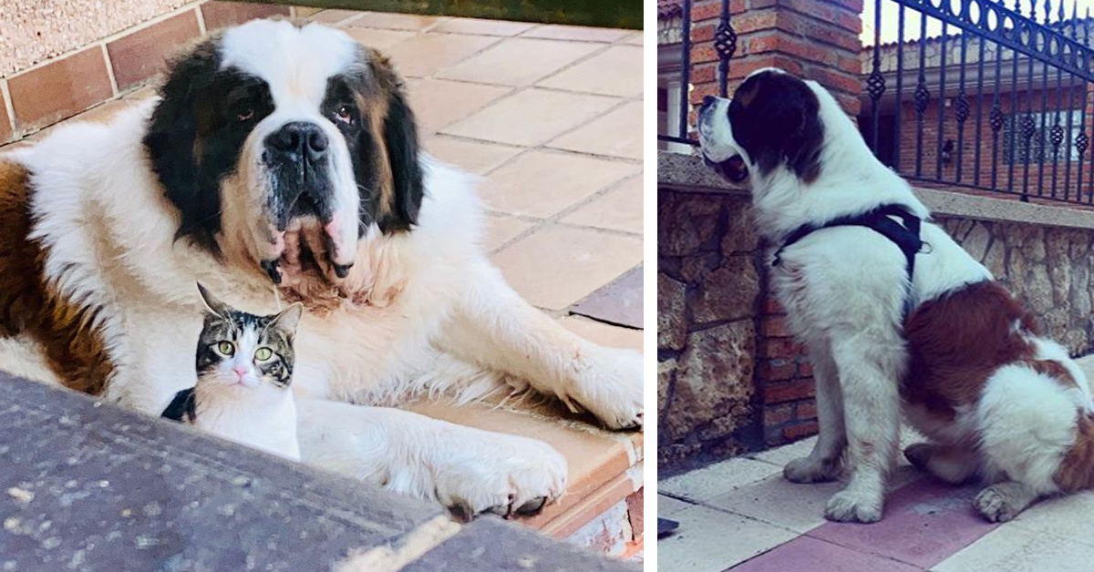 Waldo, il San Bernardo che sembra un orso e che fa impazzire il web (video)