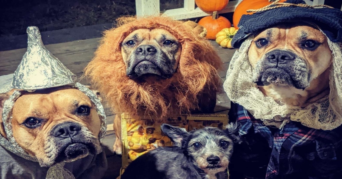 Ziggy, Bruce, Dale e Joey i cani che hanno conquistato il web con i loro costumi di Halloween