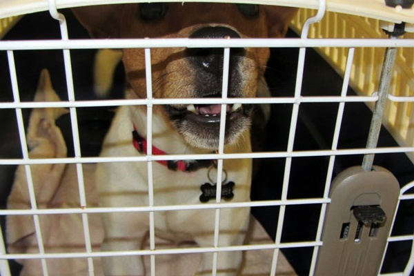 cane chiuso nel suo trasportino