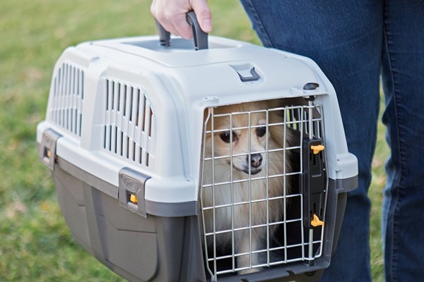 portare il cane dal veterinario